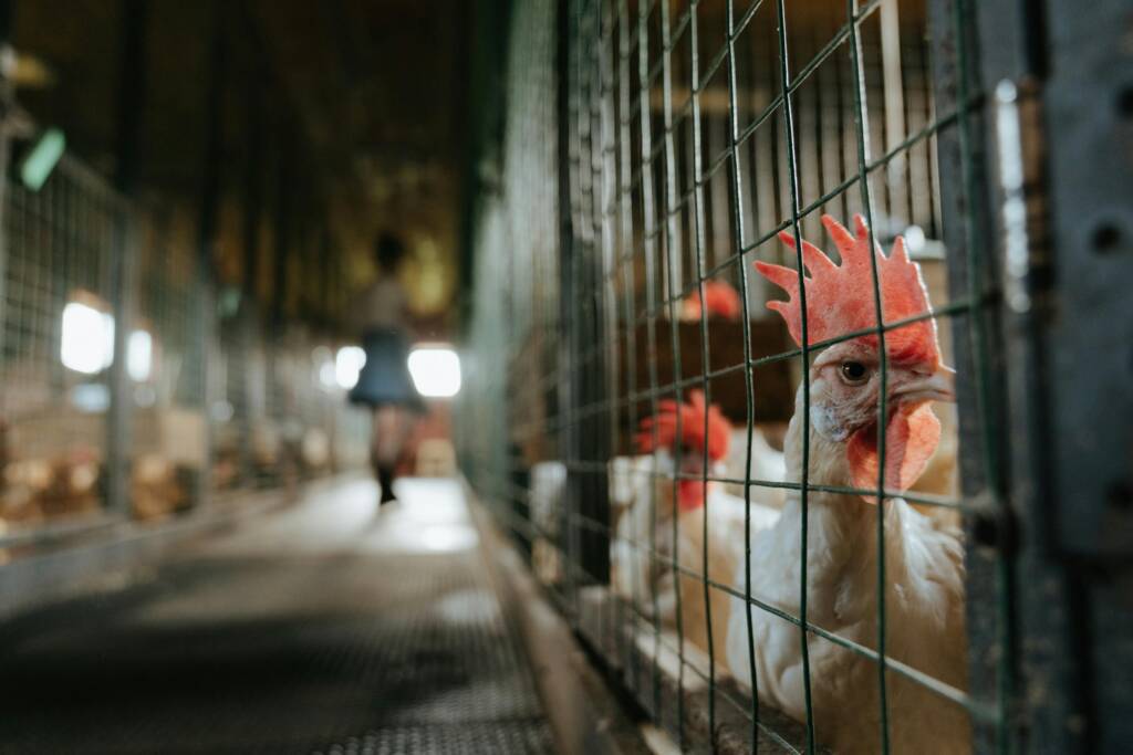 Poultry management system