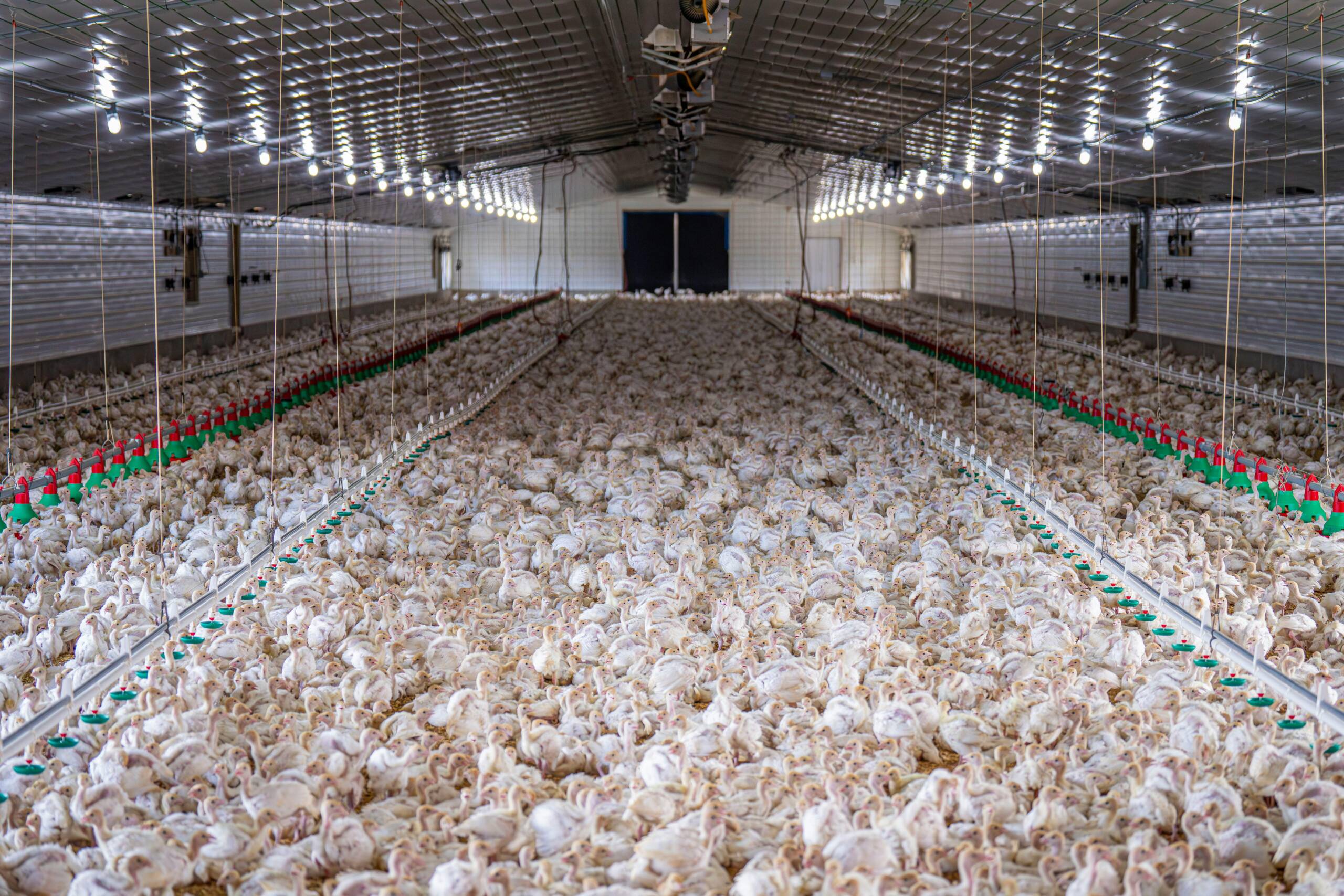 Poultry-management-services