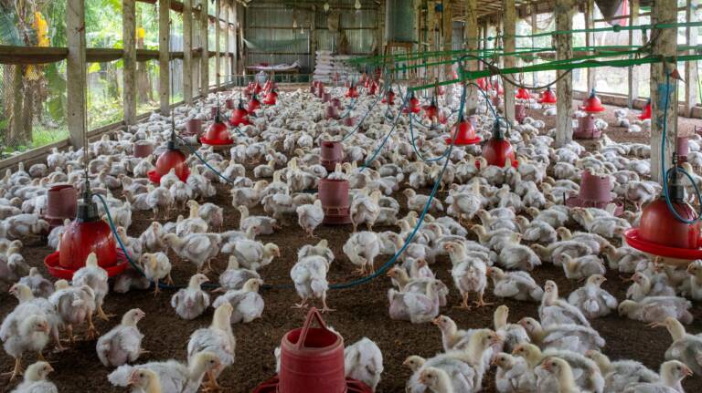 Key-Features-of-a-Latest-and-Advanced-Poultry-Management-System